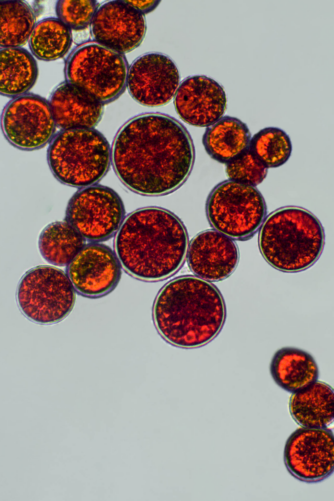 Mediterranean red algae cells